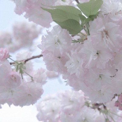 Furry绘画色彩灵感福瑞交流群